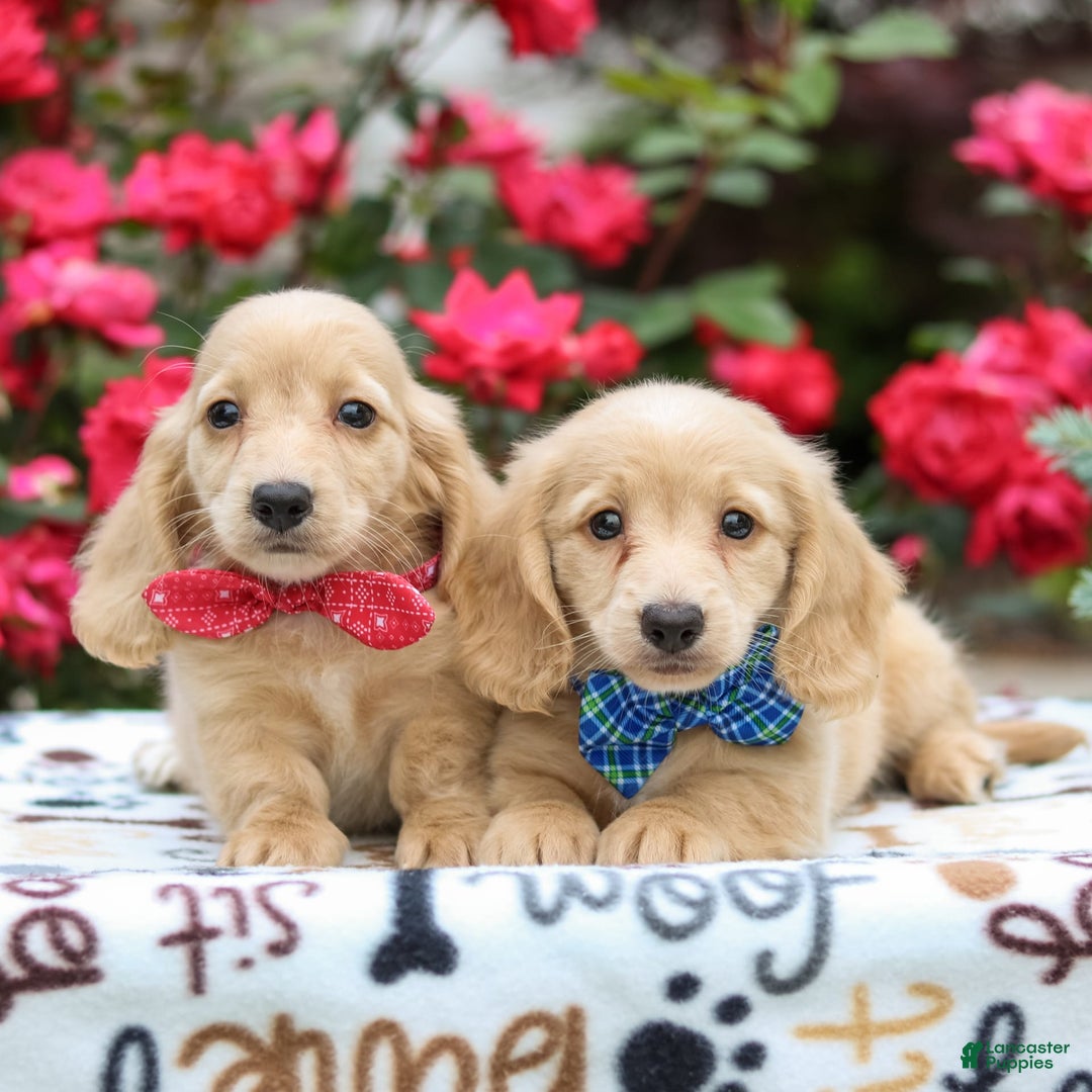 Miniature Dachshund dogs for sale: Penny - Image 5