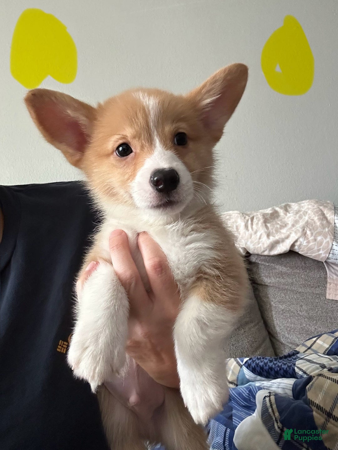 Welsh Corgi Pembroke dogs for sale: Yellow - Image 1