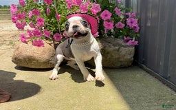Boston Terrier dogs for sale: Taffy - Image 10