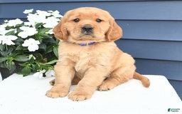 Miniature Golden Retriever dogs for sale: Kenny - Image 3