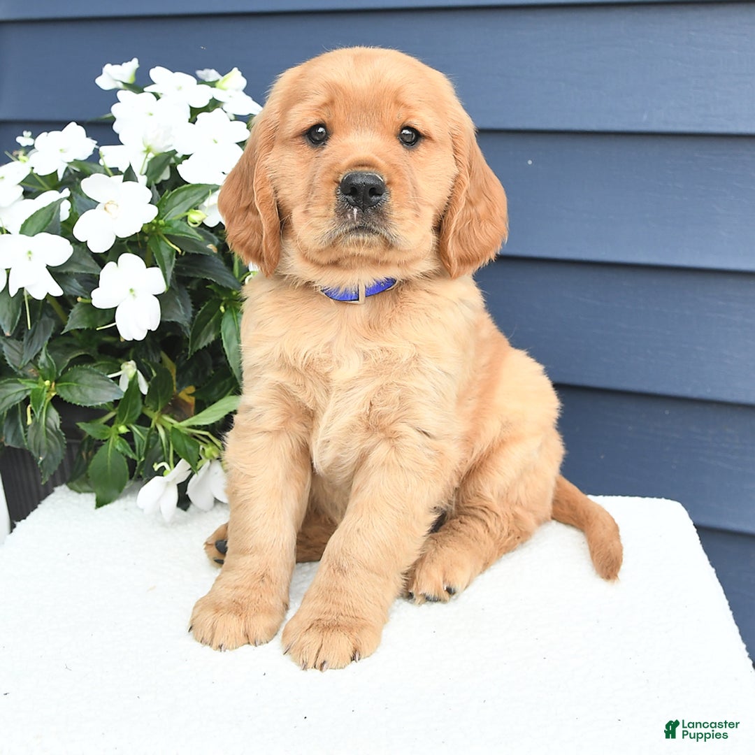 Miniature Golden Retriever dogs for sale: Kenny - Image 3
