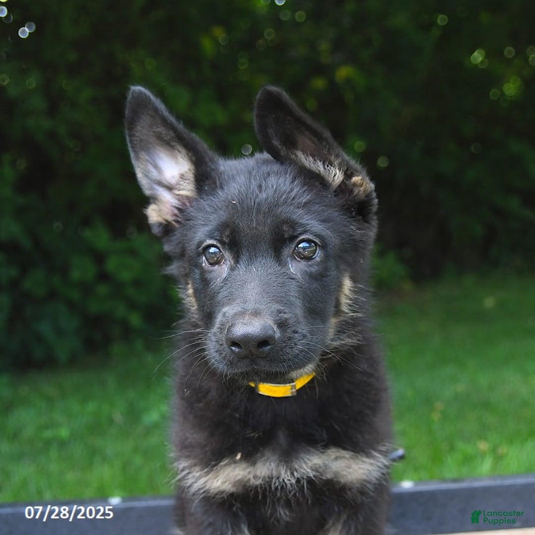 German Shepherd dogs for sale: Jeffry - Image 2