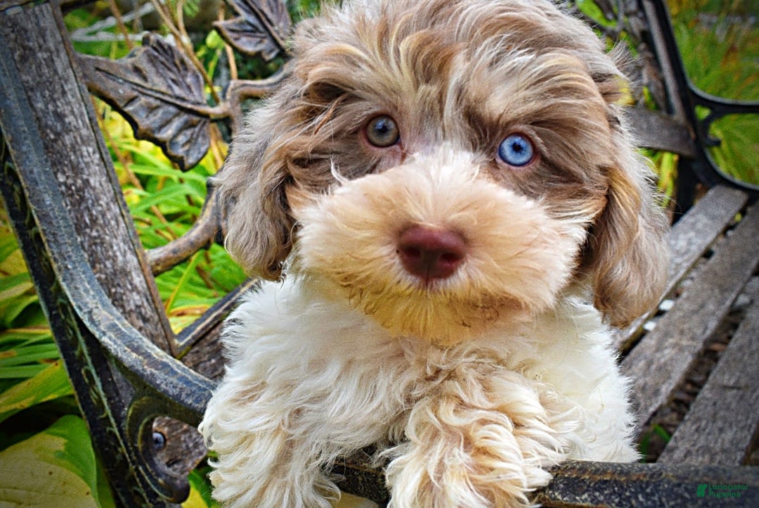 Havapoo dogs for sale: Daisy - Image 17