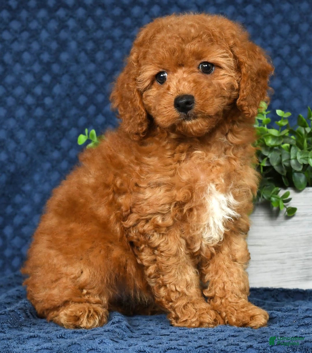 Cockapoo dogs for sale: Daisy - Image 9