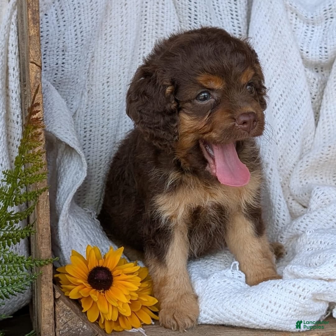 Cockapoo dogs for sale: Heaven - Image 4