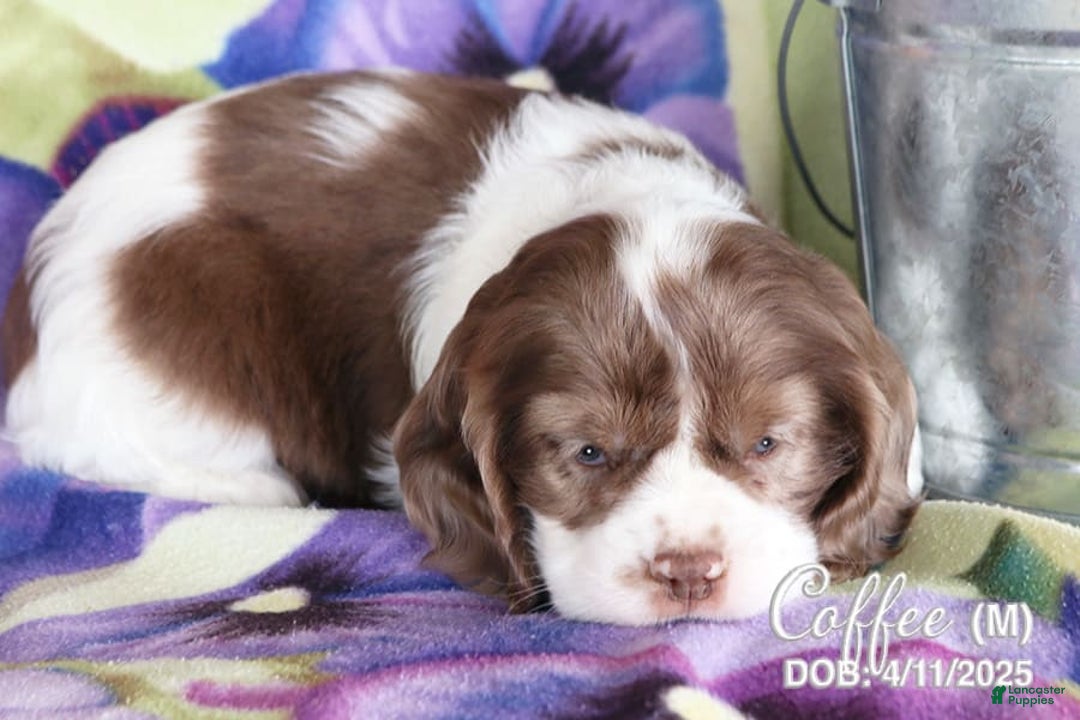 Cocker Spaniel dogs for sale: Coffee - Image 2