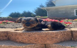Yorkshire Terrier dogs for sale: Dallas - Image 10
