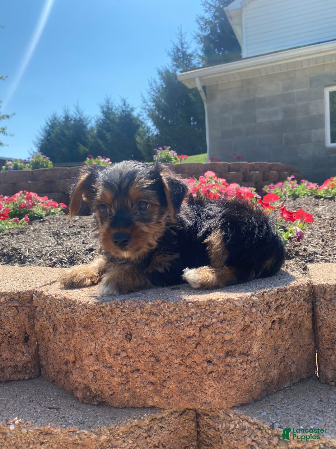 Yorkshire Terrier dogs for sale: Dallas - Image 10