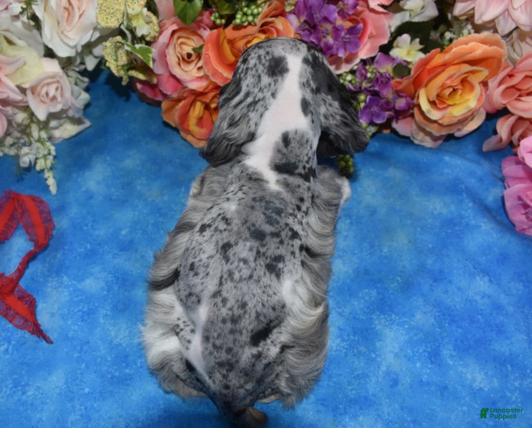 Cocker Spaniel dogs for sale: Tuckerbluetanpartimerlespeckleblueeyecockerpup - Image 3