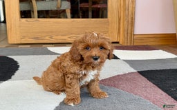 Cavapoo dogs for sale: Henry - Image 3