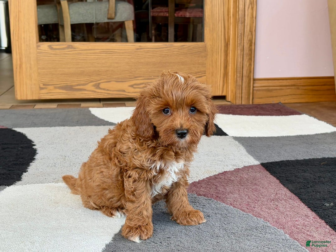 Cavapoo dogs for sale: Henry - Image 3