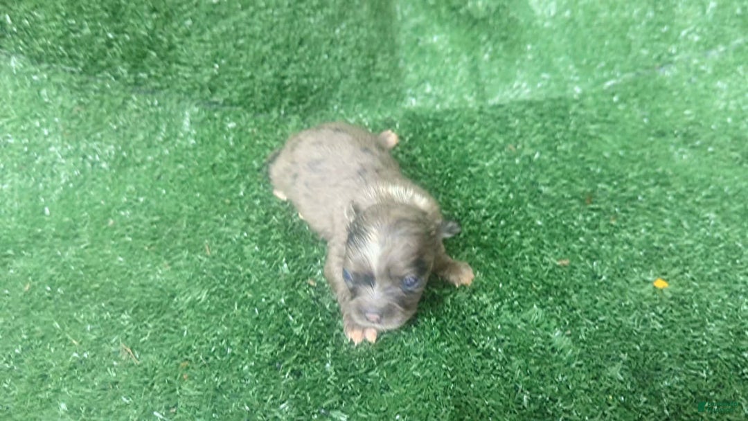 Chihuahua dogs for sale: Merle - Image 4