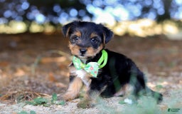 Yorkshire Terrier dogs for sale: Moses - Image 3