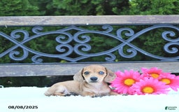 Miniature Dachshund dogs for sale: Skylar - Image 1
