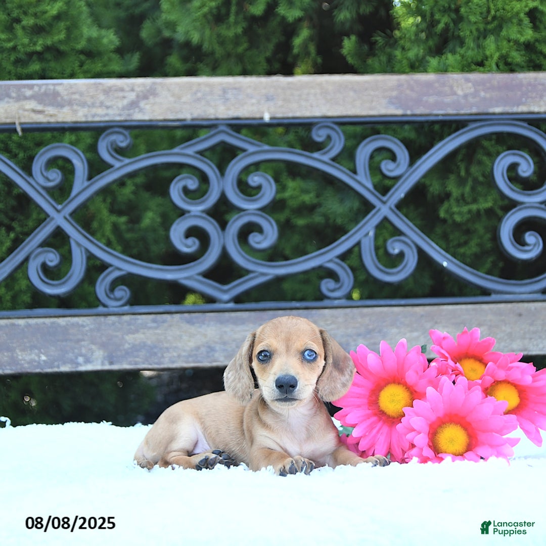 Miniature Dachshund dogs for sale: Skylar - Image 1