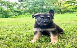 German Shepherd dogs for sale: Libby - Image 2