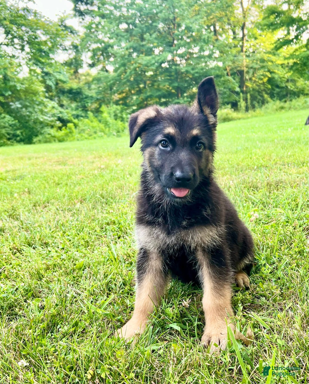 German Shepherd dogs for sale: Libby - Image 2