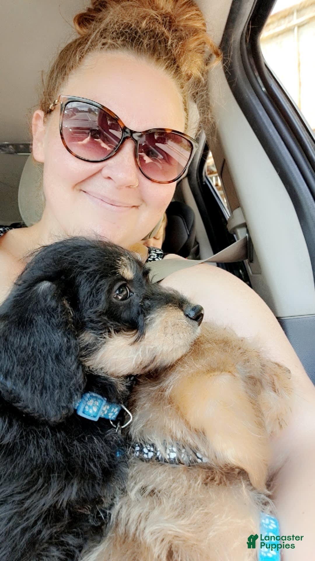 Doxiepoo dogs for sale: Biscuit - Image 8