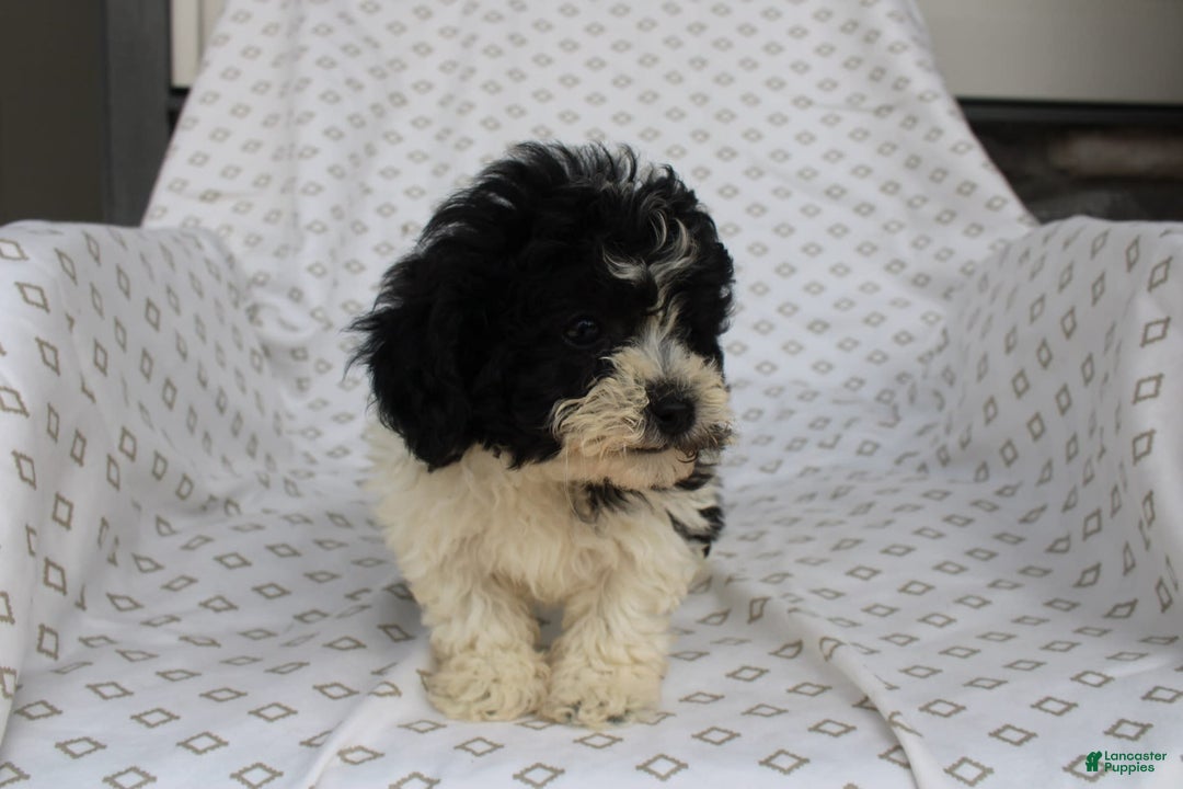 Shihpoo dogs for sale: Sailor - Image 2