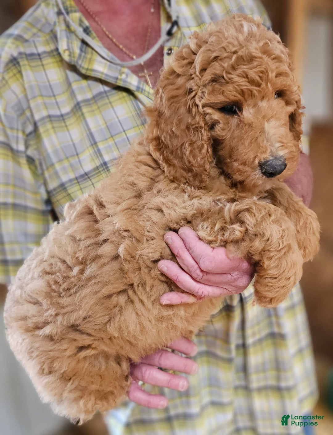 Standard Poodle dogs for sale: Ma Standard - Image 9