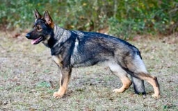 German Shepherd dogs for sale: Solid Black Female - Image 2