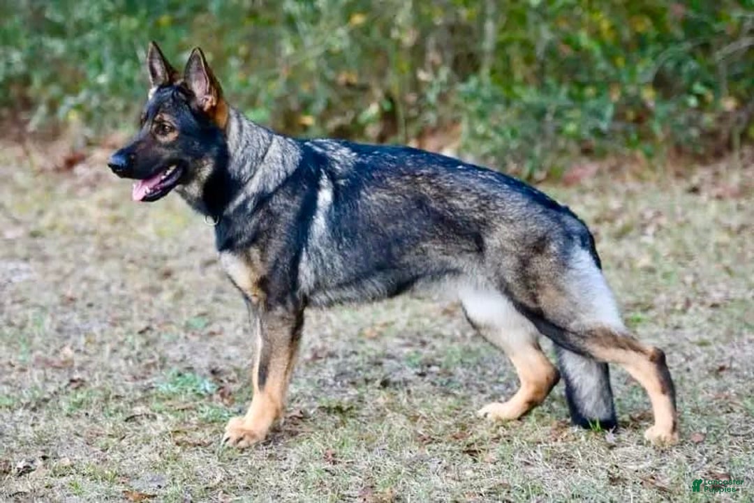 German Shepherd dogs for sale: Solid Black Female - Image 2