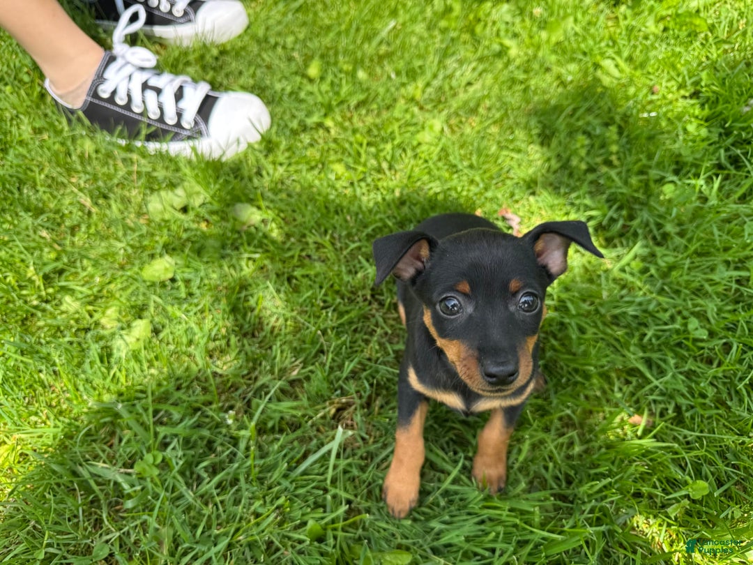 Miniature Pinscher dogs for sale: Bell - Image 1