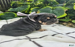 English Bulldog dogs for sale: Dolly - Image 3