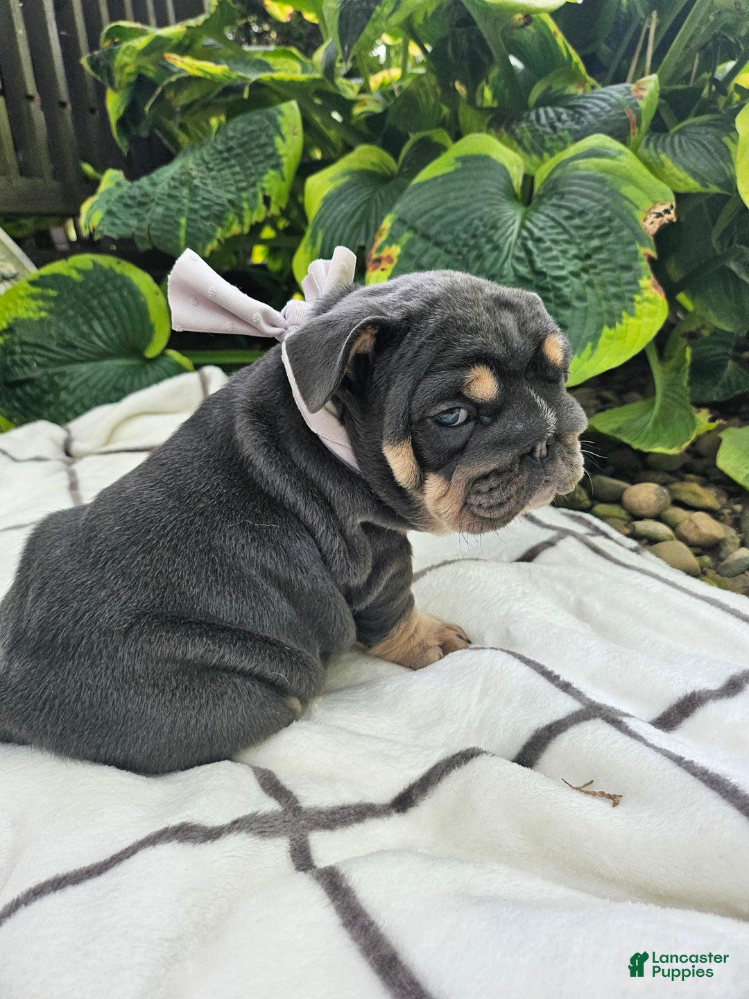 English Bulldog dogs for sale: Dolly - Image 3