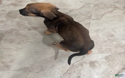 South African Boerboels dogs for sale: Luna - Image 5
