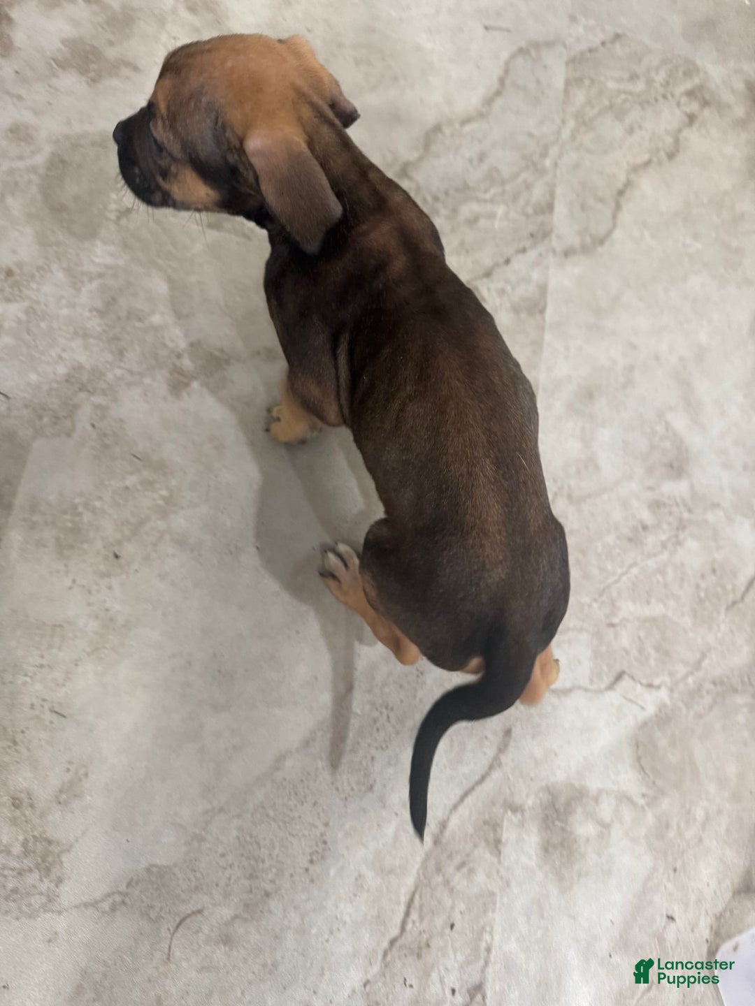 South African Boerboels dogs for sale: Luna - Image 5