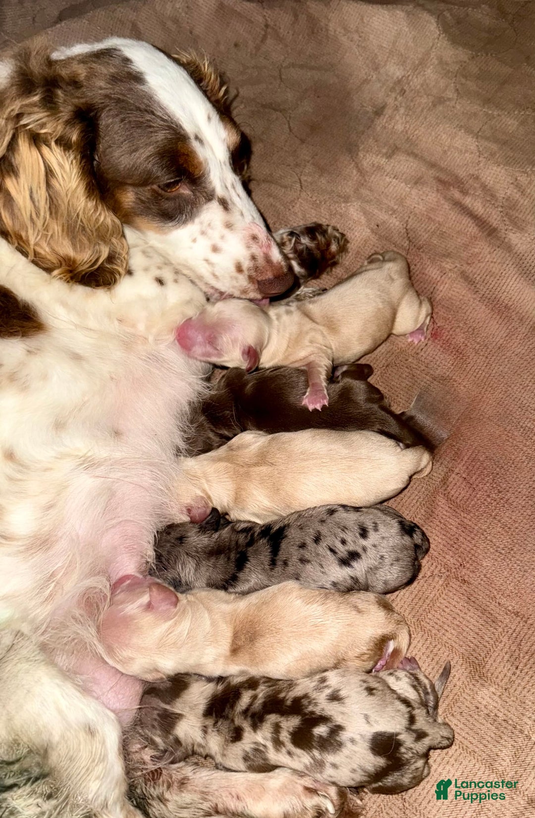 Miniature Dachshund dogs for sale: Thelma Lou - Image 9