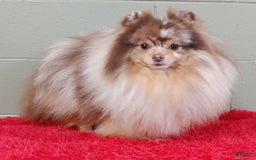 Pomeranian dogs for sale: Santiago - Image 11