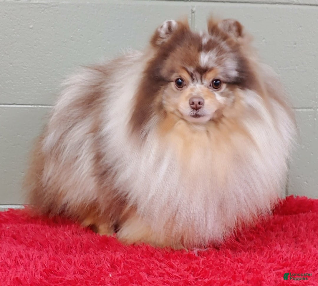 Pomeranian dogs for sale: Santiago - Image 11