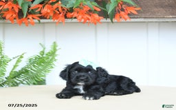 Cocker Spaniel dogs for sale: Nova - Image 2