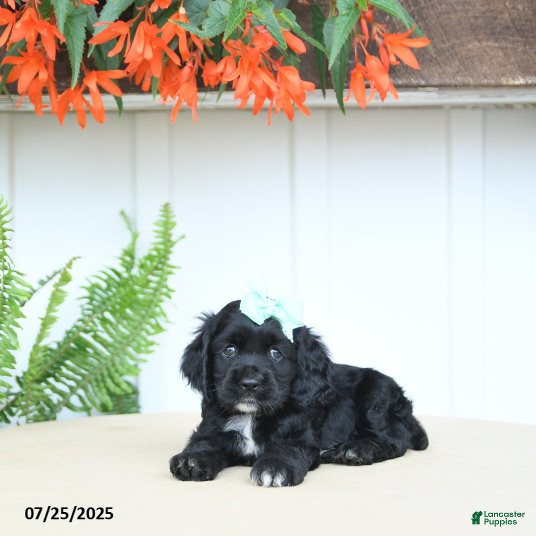 Cocker Spaniel dogs for sale: Nova - Image 2