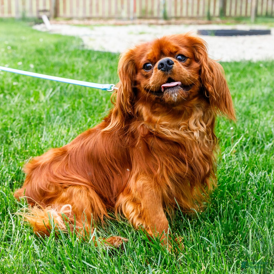 Cavalier King Charles Spaniel dogs for sale: Nicky - Image 19