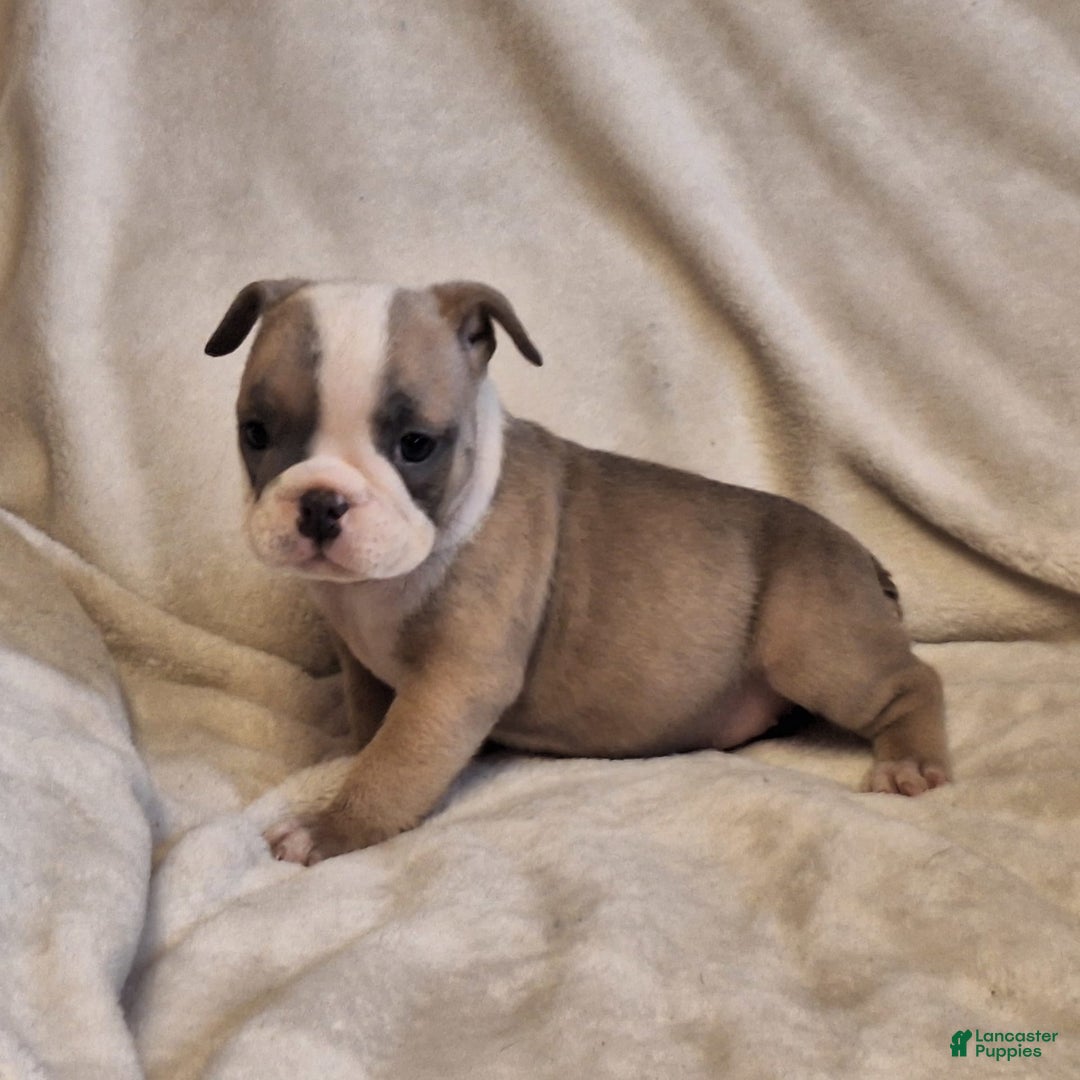 Olde English Bulldogge dogs for sale: Prissy - Image 5
