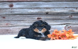 Miniature Poodle dogs for sale: Myla - Image 2