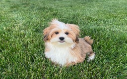 Lhasa Apso dogs for sale: Daisy Mae - Image 7