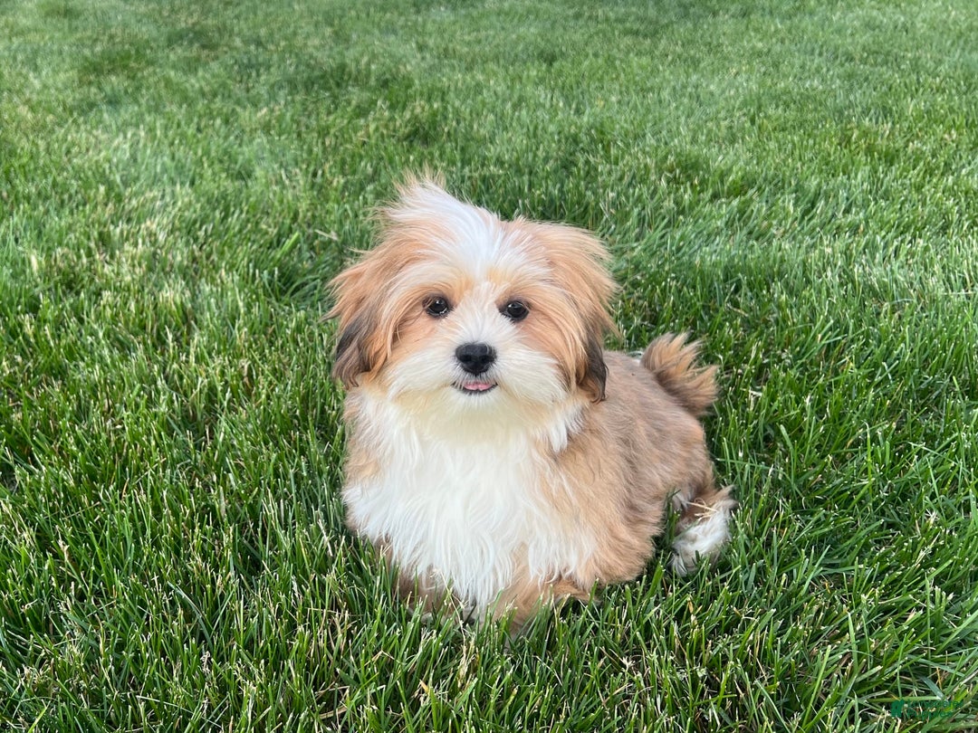 Lhasa Apso dogs for sale: Daisy Mae - Image 7