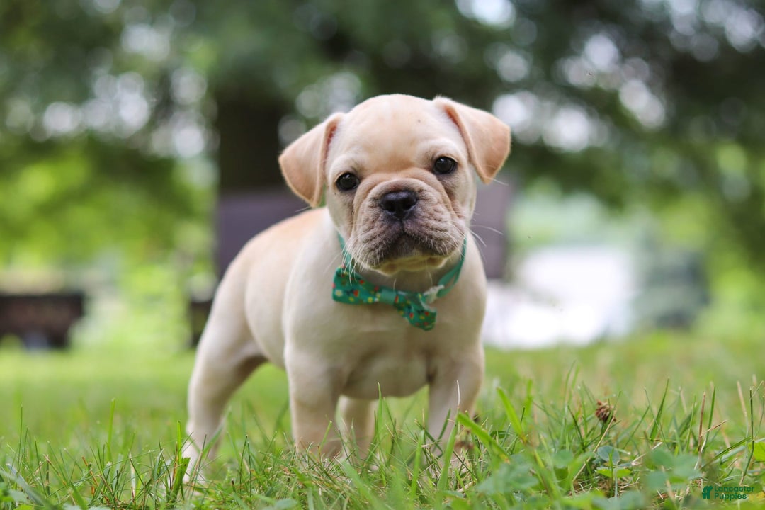French Bulldog dogs for sale: French Bulldog 5 puppies - Image 29