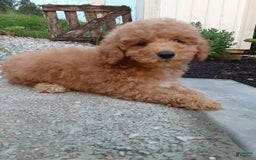 Bichpoo dogs for sale: Benson - Image 7