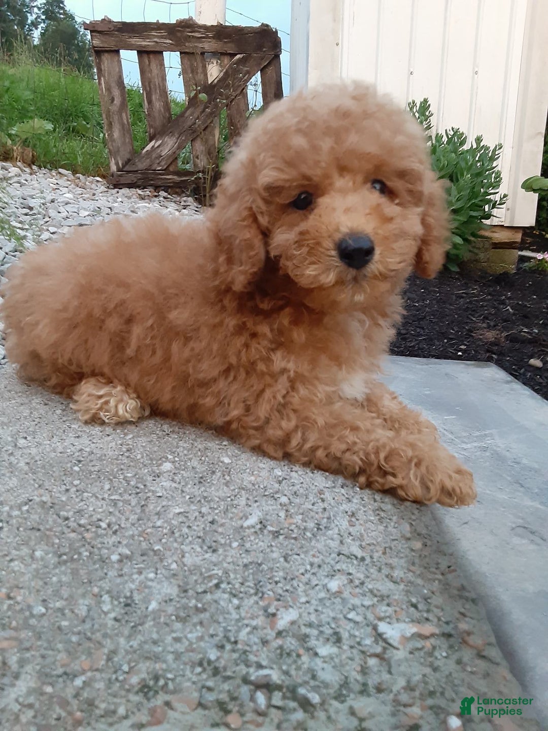Bichpoo dogs for sale: Benson - Image 7