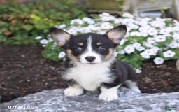 Welsh Corgi Pembroke dogs for sale: Isla - Image 3