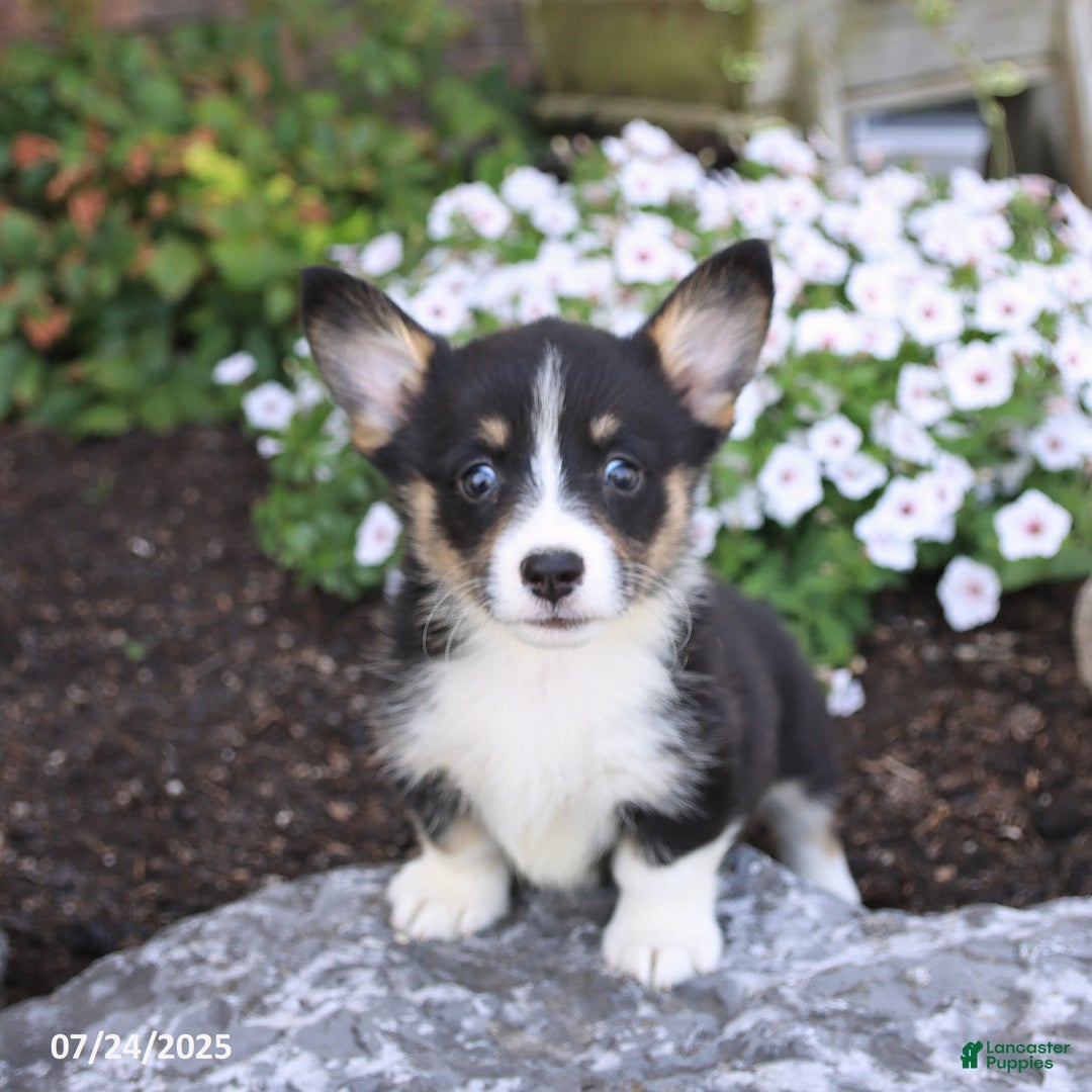 Welsh Corgi Pembroke dogs for sale: Isla - Image 3