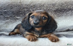 Miniature Dachshund dogs for sale: Tanner - Image 4