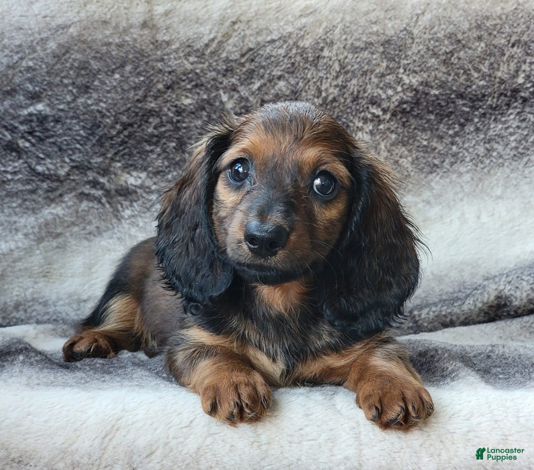 Miniature Dachshund dogs for sale: Tanner - Image 4