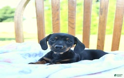 Miniature Dachshund dogs for sale: Twinkle - Image 6