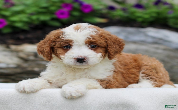 Mini Bernedoodle dogs for sale - Ad 3